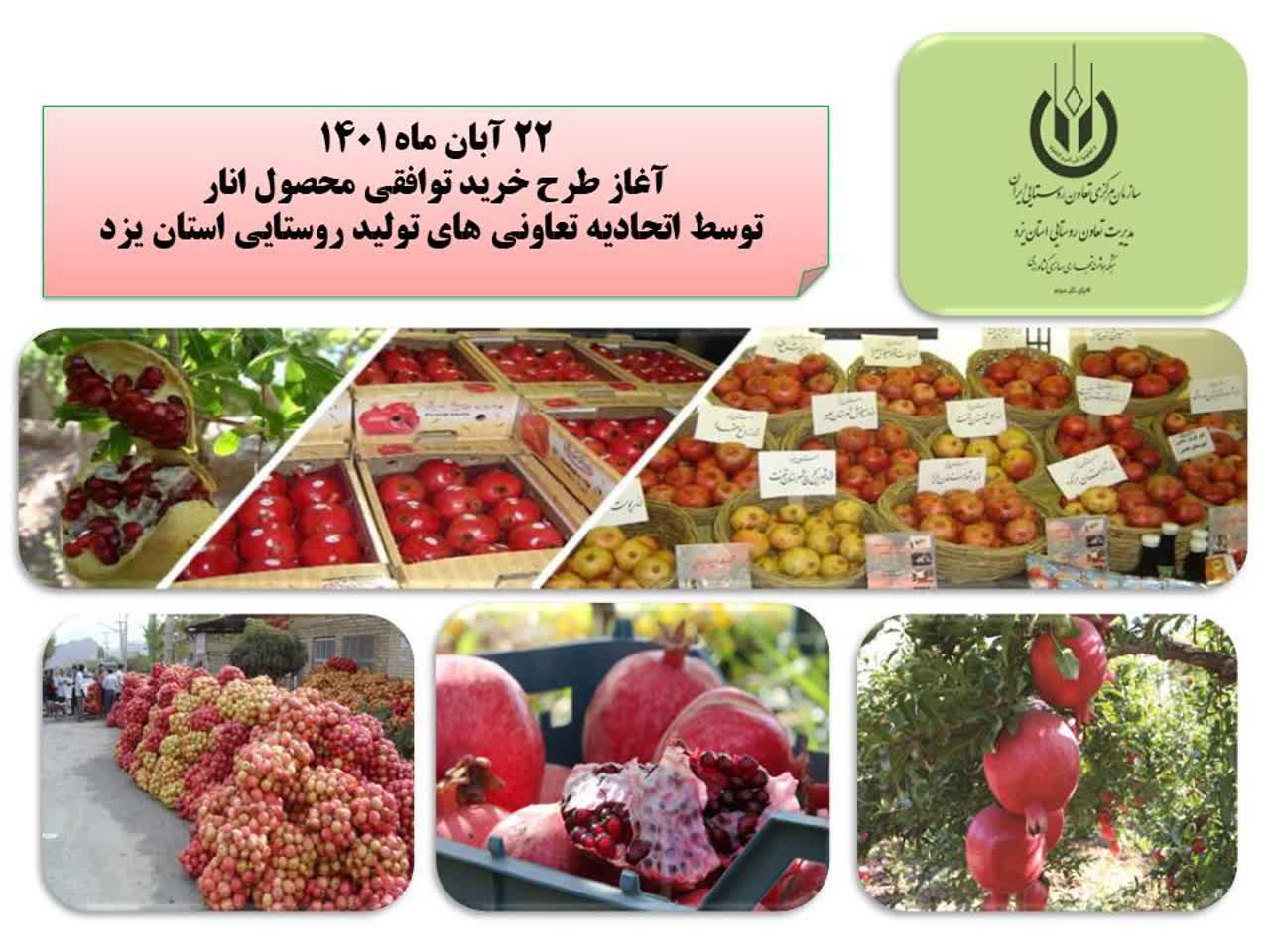 آغاز طرح خرید توافقی محصول انار در یزد