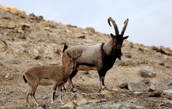 آغاز طرح سرشماری پستانداران در حیات وحش کردستان