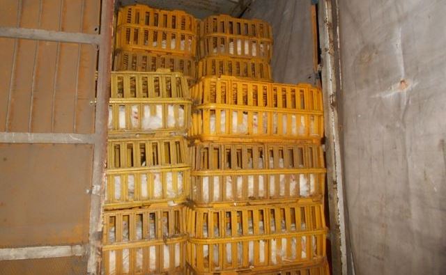 کشف بیش از ۲ هزار قطعه مرغ زنده بدون مجوز از یک خودرو باری در رودسر