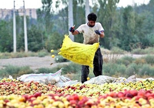 ضرورت تامین سردخانه برای محصولات باغی استان