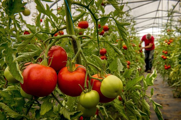 برداشت گوجه فرنگی گلخانه‌ای در جنوب فارس
