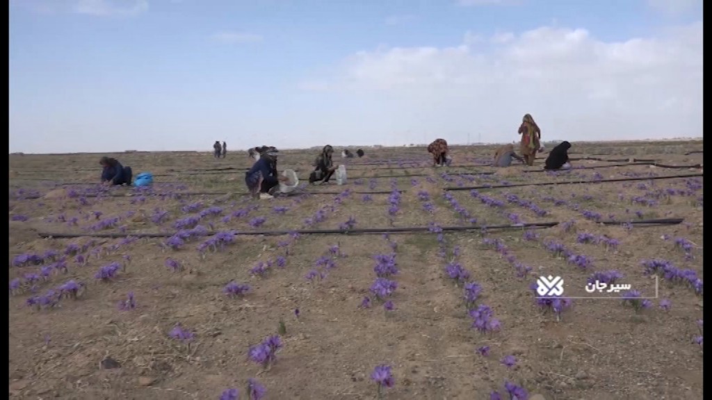 افزایش 27 درصدی تولید طلای سرخ  درسیرجان