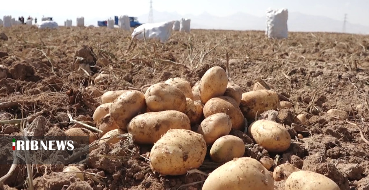 برداشت بیش از ۳۳۰ هزار تُن سیب زمینی در کردستان