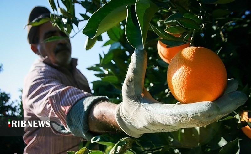 پیش بینی برداشت ۱۰۰هزار تُن پرتقال در گلستان