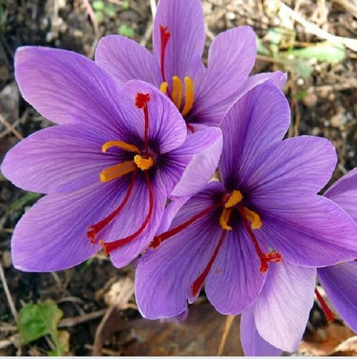 آغاز برداشت زعفران در مناطق کوهستانی گیلان