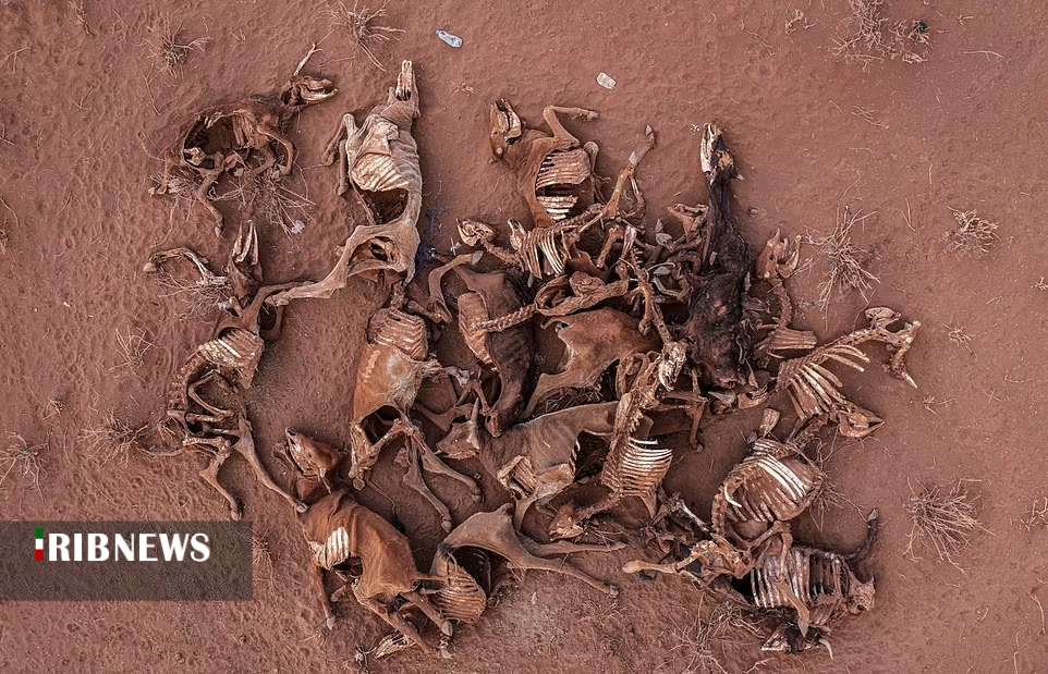 اجساد حیوانات در کنیا به دلیل خشکسالی بی سابقه + تصاویر