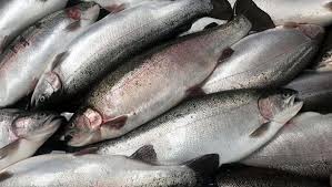 صادرات ماهی از چهارمحال و بختیاری نیازمند توسعه زیرساخت‌ها