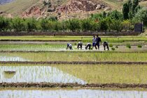 طرح نکاشت در مناطق دچار بحران آب اجرایی شود