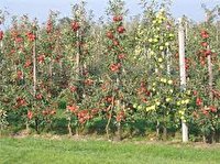 کاهش سیب صنعتی با استفاده از پایه های رویشی