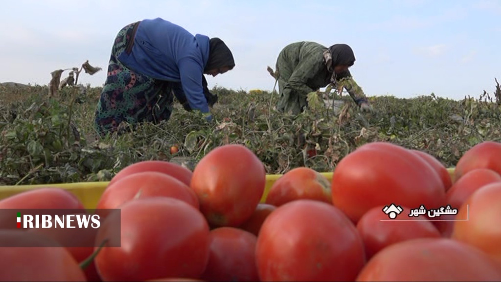 پیش بینی برداشت ۲۳ هزار تن کدوتنبل و گوجه فرنگی