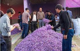 آغاز به کاربازارچه خرید و فروش گل زعفران در فاروج