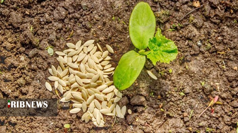 تأمین ۱۶ هزار تن انواع بذرهای کشت در استان همدان