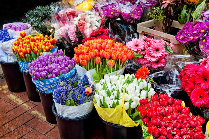 صادرات بیش از ۶۶ هزار گلدان گل از نوشهر به خارج کشور