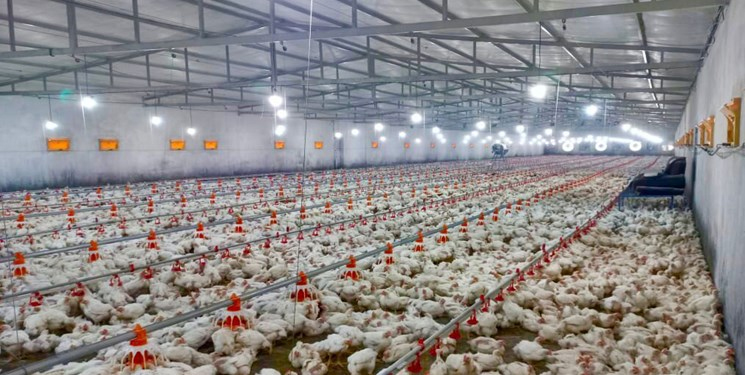 بررسی علل افزایش قیمت مرغ در روز‌های اخیر در رادیو اقتصاد
