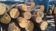 ناکامی سارقان محموله چوب در ساوه