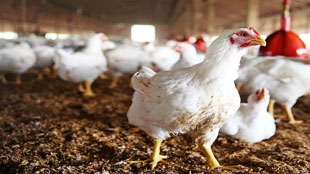 علل افزایش قیمت مرغ و بررسی مرغ آرین