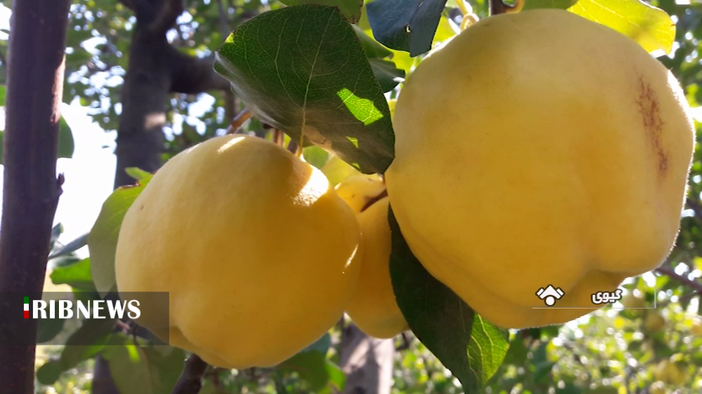 برگزاری جشنواره به (هیوا) در باغ شهر گیوی در استان اردبیل