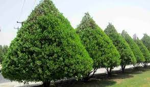 هرس درختان کنوکارپوس پیش از بارش های پاییزی در خوزستان
