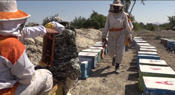برداشت عسل پاییزه در حاجی آباد