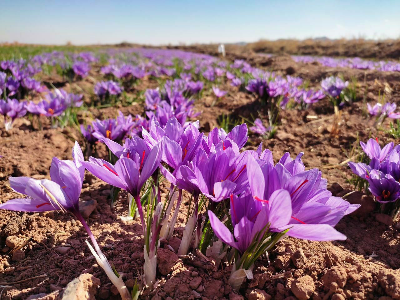 آغاز برداشت طلای سرخ در کدکن