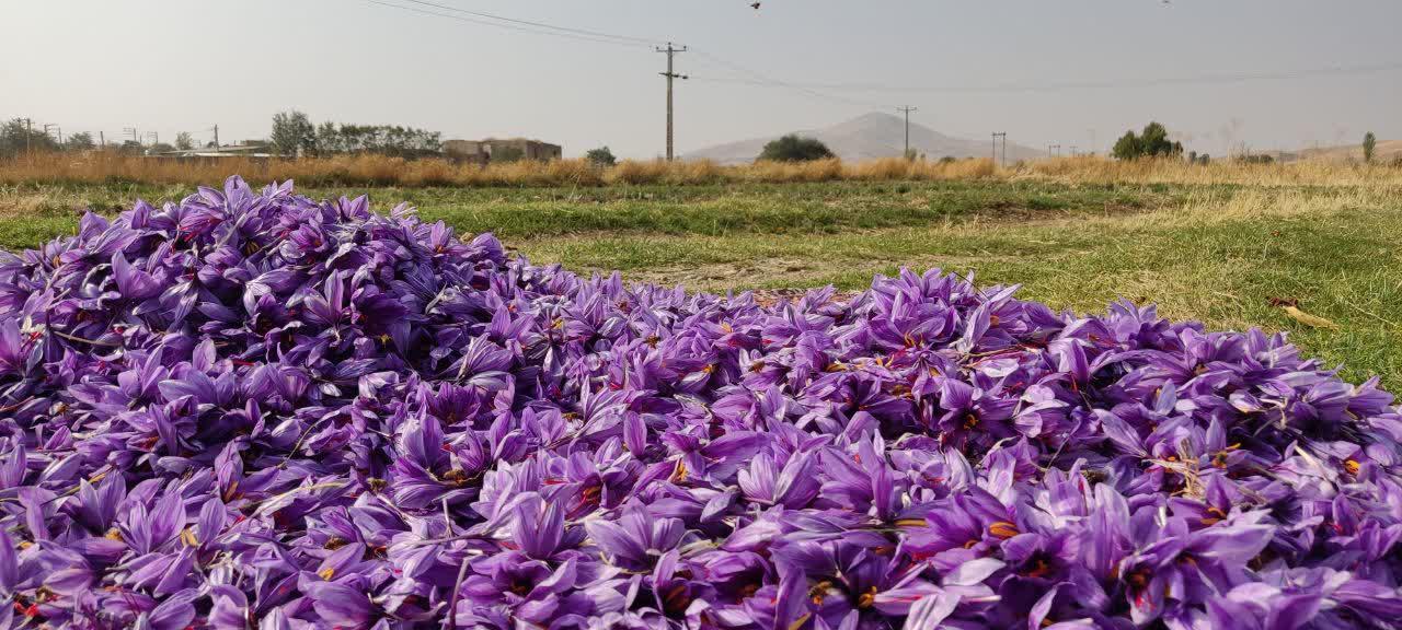 توسعه کشت زعفران در بوکان