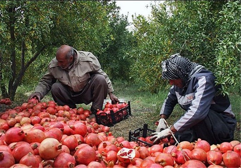 خرید توافقی حدود ۳۰ تن یاقوت سرخ در فردوس