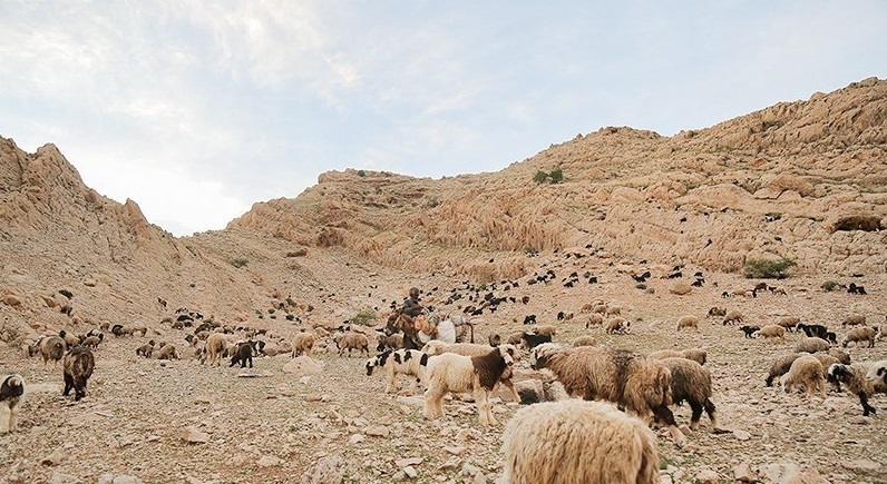 کمبود شدید علوففه در مراتع کهگیلویه و بویراحمد