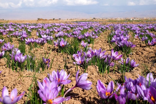 زعفران در کوار به گل نشست