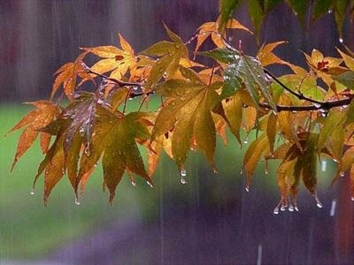 ادامه بارش باران در مازندران/ باغداران نگران نباشند