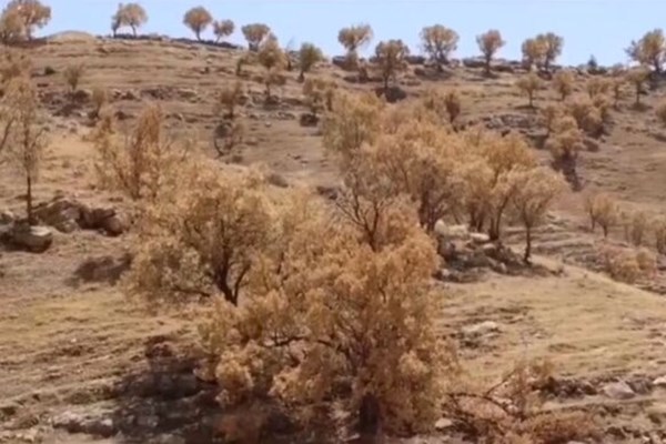 نخبگان استان برای رفع مشکلات جنگل های بلوط دست به کار می شوند