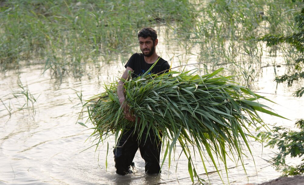 نی، تغذیه مناسب و با ارزش غذایی بالا برای دام‌ها