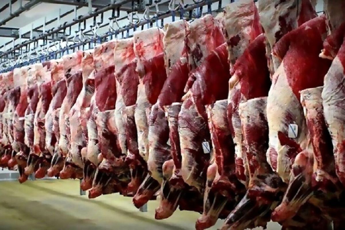 اجرای طرح متعادل سازی قیمت گوشت قرمز در ایلام