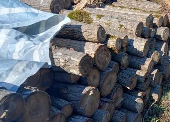 کشف ۷ تن چوب قاچاق در آستانه اشرفیه