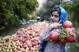 افزایش برداشت انار در شهرستان بجستان