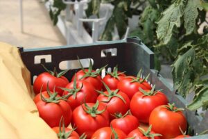 کاهش عوارض صادرات گوجه فرنگی به نیم درصد