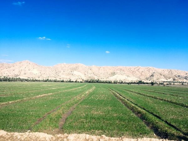 تغذیه مناسب مزارع شتوی در برنامه کشاورزان فارس