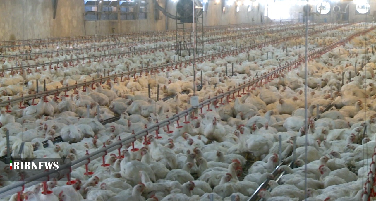 رتبه نخست کردستان در تولید گوشت مرغ