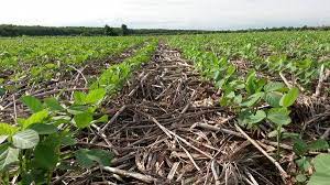 افزایش مواد آلی خاک با کشاورزی حفاظتی و حفظ بقایای گیاهی