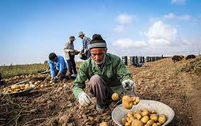سود کشاورزان خراسان شمالی از برداشت سیب زمینی