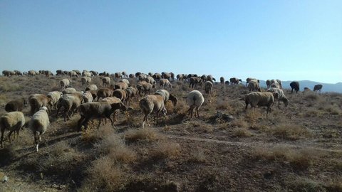 افزایش بهره وری و تولید در حوزه دام