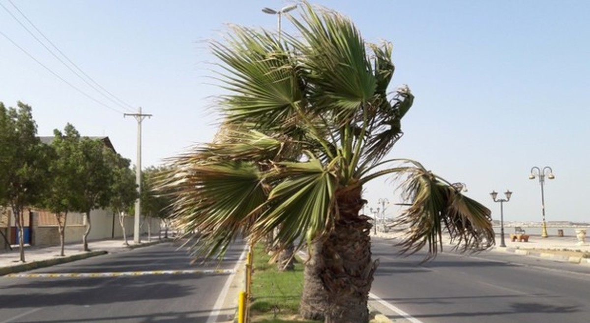 وزش باد و کاهش دما در بوشهر