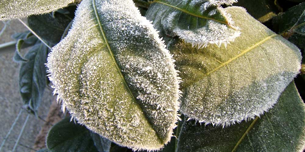 تدوام سرمای پاییزی در زنجان