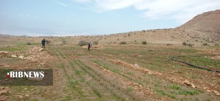 کشت زعفران در روستای بیمنجگان با قابلیت برداشت مطلوب