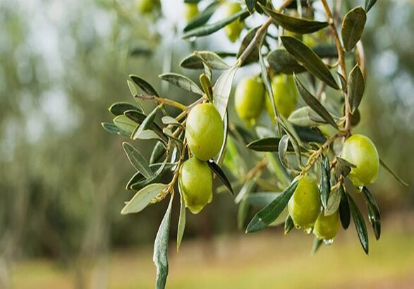 ۳ آذر جشنواره ملی «شکرانه زیتون» در طارم