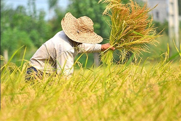 بسیج مهندسین کشاورزی و منابع طبیعی دوشادوش تولیدکنندگان برای جهش تولید