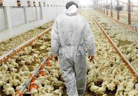 طرح جمع آوری مرغ مازاد با همکاری اتحادیه تولیدکنندگان