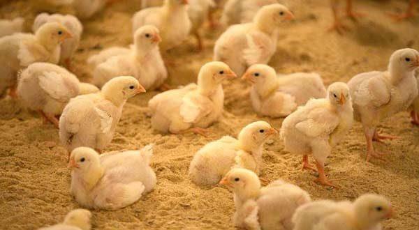 افزایش ۱۶ درصدی جوجه ریزی در مرغداری‌های خوزستان