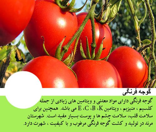 گوجه‌ فرنگی و فواید آن برای سلامتی