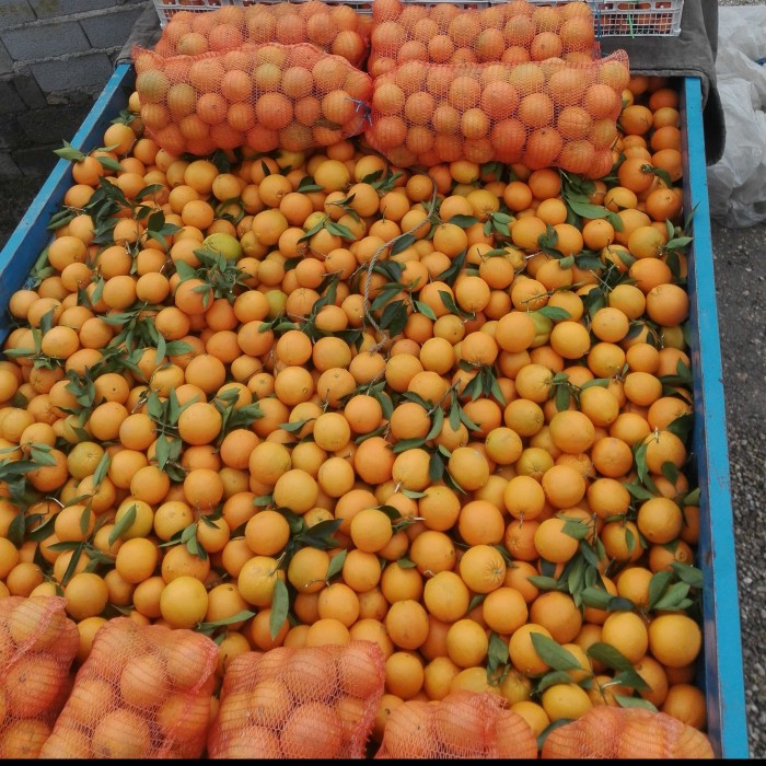 فراوانی و ارزانی پرتقال در بازار