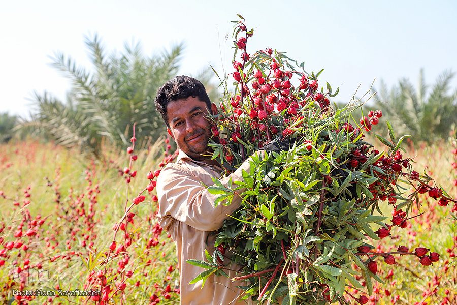 رونق گردشگری با کشت چای ترش در روستاهای کارون